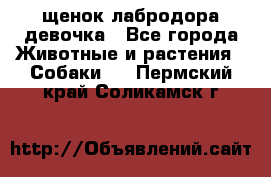 щенок лабродора девочка - Все города Животные и растения » Собаки   . Пермский край,Соликамск г.